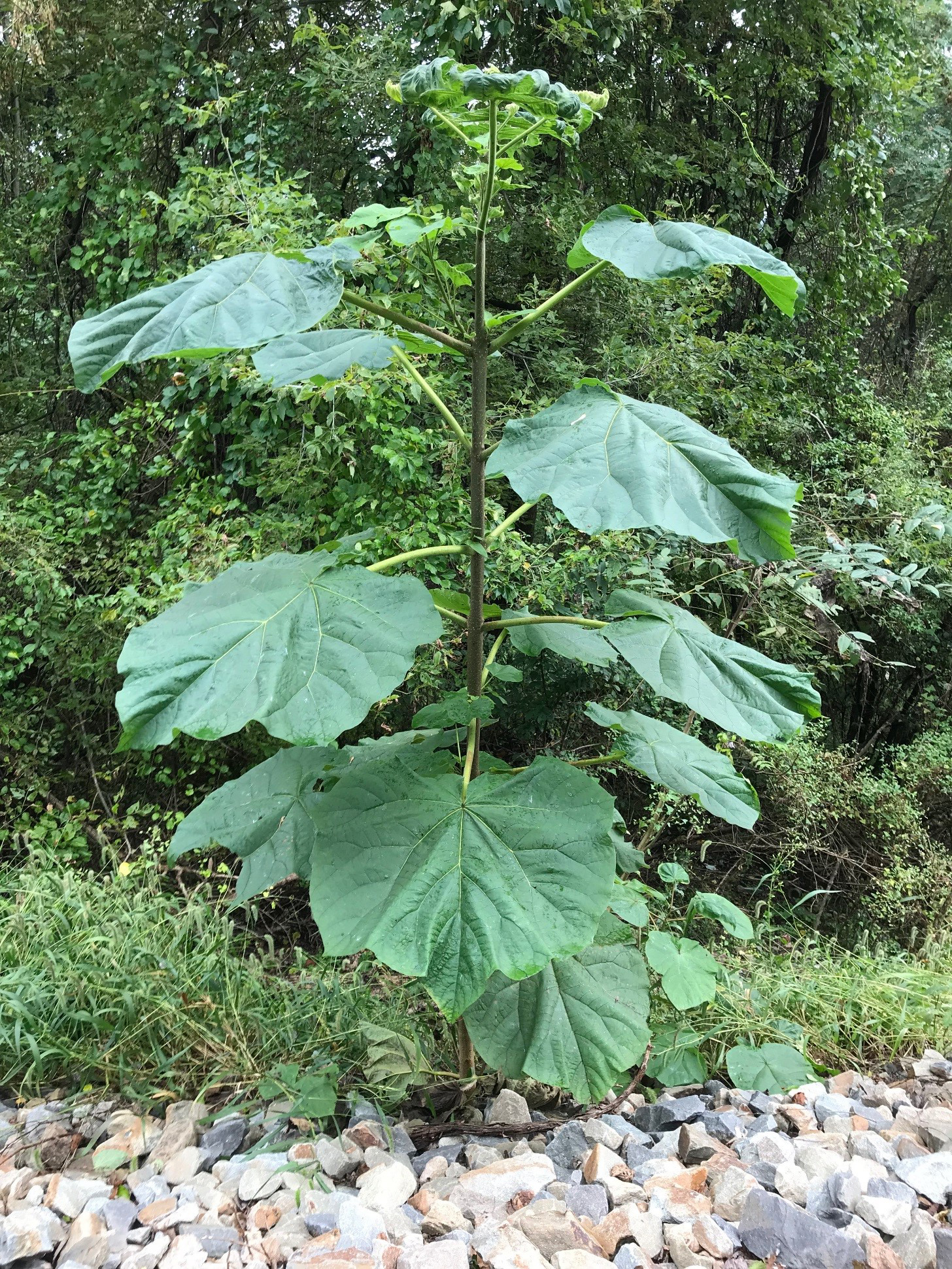talk plant stalk with large broad leaves