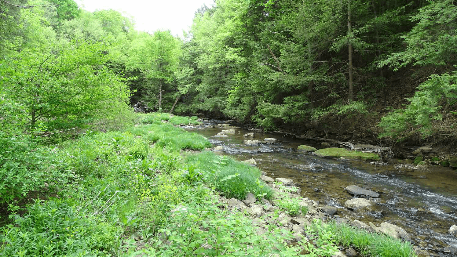 Canoe Creek surrounded by dense woodlands